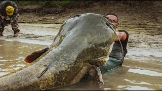 Mammoth Catfish tall 820 FEET VS little Boat by Yuri Grisendi [upl. by Fotina95]