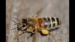 Choosing the best type of honey bees and traits of those honey bees [upl. by Channing]