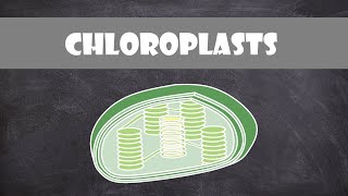 Chloroplast Structure and Function  Botany  Cell Biology [upl. by Vaughn]