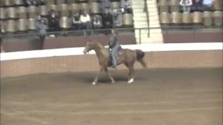 2013 Alabama Horse Fair McCurdy Plantation Horse Breed Demonstration [upl. by Yetac]