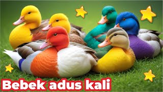 Bebek Adus Kali Warnawarni  Bebek Berenang Pink  5 Ducks Swimming Song  Lagu Bebek Ya Mama [upl. by Enellek]