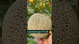 Cantaloupe  Rock Melon 👌shorts fruit shortsvideo [upl. by Adnirual]