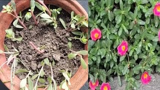 How to grow Purslane plants 🌱🌸purslane video viralvideo gardeing plants youtubevideo [upl. by Leemaj568]