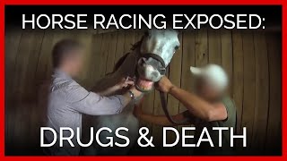 Horse Racing Exposed Drugs and Death [upl. by Bogoch]