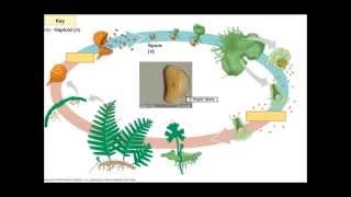 The Fern Lifecycle [upl. by Airemahs]