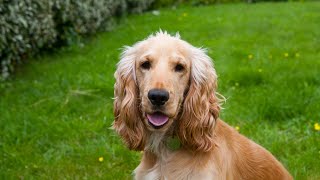 Understanding Your Cocker Spaniel s Vocal Expressions [upl. by Shippee]