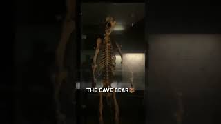 The Cave bear  Männlicher Höhlenbär🐻🐻🐻🐻 [upl. by Rephotsirhc37]