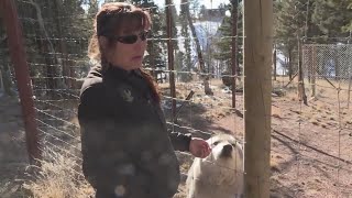 Colorado middle schoolers to pick wolf names [upl. by Nirb470]