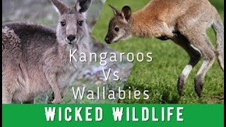 Kangaroos Vs Wallabies  Whats The Difference [upl. by Thirza854]