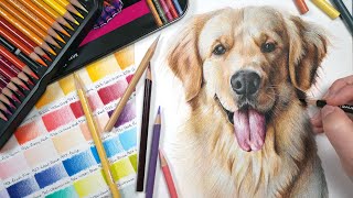 Drawing Realistic Dog Portraits  Coloured Pencil Tutorial [upl. by Latreshia]