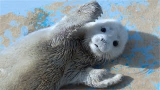 Baby Seal Cute Moments [upl. by Anicnarf780]