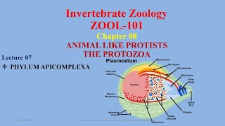 Phylum Apicomplexa Plasmodium Malaria Toxoplasma Coccidiosis [upl. by Gratianna]