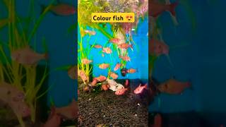 Colour fish 😍shortsfishcolourfishtiktoktrendingcolourfullfishaquariumfish [upl. by Neeven]