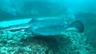 Smooth Stingray at Magic Point [upl. by Virgel387]