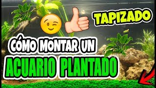 ¿Cómo PLANTAR PLANTAS ACUÁTICAS y TAPIZAR UN ACUARIO HD  MONTAJE acuario de agua dulce plantado [upl. by Herminia]