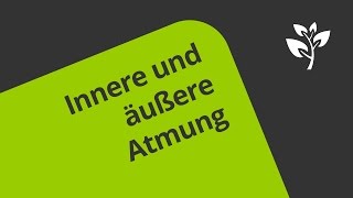 Die innere und äußere Atmung  eine Erklärung  Biologie  Humanbiologie [upl. by Omland365]