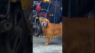 Dog ne lagai fasi aakhir kya hua funny dog doglover attitude confidence [upl. by Norrag86]