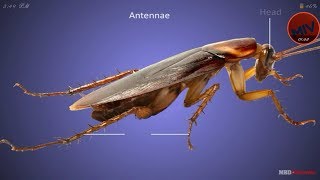 Morphology of cockroach [upl. by Kenna]