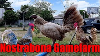 Lets Visit The Farm Of Nostrabona Gamefarm [upl. by Vernor]