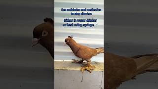 Prolapsed Cloaca birds birdscare birdsmedicine treatment caution shortsfeed shorts [upl. by Finer]