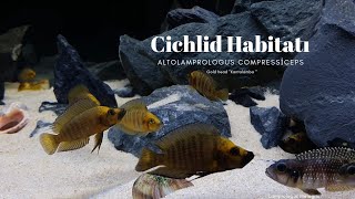 Altolamprologus Compressiceps Gold Head MuziKantalamba hybrid [upl. by Towney]