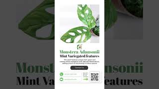 Is Monstera Adansonii Mint Variegated REALLY Worth the Hype [upl. by Gereld]