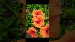 🌺🌿🌹🌿 Hibiscus flower organicfertilizer hibiscuscare youtubeshorts status short [upl. by Yoc]