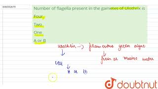 Number of flagella present in the gametes of Ulothrix is  12  KINGDOM PLANTAE OR METAPHYTA [upl. by Hoyt]