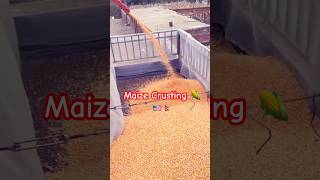 Maize crusting ytfeed corn ytshorts viralshort [upl. by Yvette]