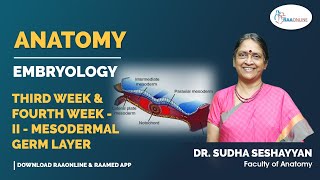 Anatomy  Embryology  Third Week amp Fourth Week II  Mesodermal Germ Layer  Raaonline [upl. by Schiro]