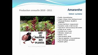 Tuto jardin  Amaranthe Velvet curtains fiche technique plante annuelle [upl. by Coltson772]