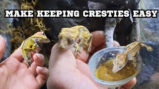 make caring for crested geckos easy and effortless [upl. by Enitsua341]