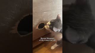 Moments of My Crazy Cat Life [upl. by Ueik]