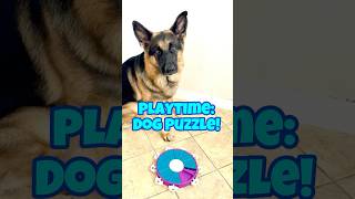 Rainy Day Fun Dog Puzzle Keeps Pups Entertained shorts youtubeshorts dog doglover fypyoutube [upl. by Eimirej]