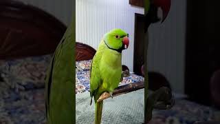 Happy parrot 🦜🥰funny foryou happy parrot [upl. by Trutko]