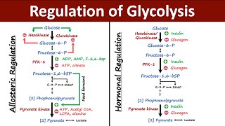 Regulation of Glycolysis  Allosteric vs Hormonal Regulation of Glycolysis  Biochemistry [upl. by Shulock]