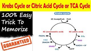 Easy Trick to learn Krebs Cycle TCA or Citric Acid Cycle NEET AIIMS NCERT  Learning With Khan [upl. by Kcirderf96]