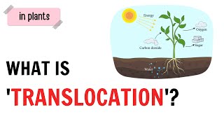 What is Translocation   QnA Explained [upl. by Odrautse]