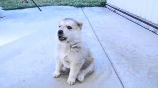 Husky Puppys 1st Howl [upl. by Marijo75]