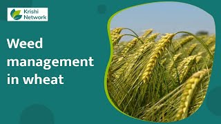 Weed Management In Wheat  Information   krishi Network [upl. by Jarlath802]