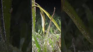 Grassland Dancers Doubleended Pipefish of the Solomon Islands [upl. by Monney]