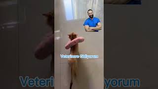 BEN VETERİNERE GİDİYORUM  Kediler Veteriner Hekimden Korkar Mı  veterinary [upl. by Inkster]