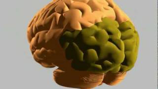 How the human brain works [upl. by Ribaj]