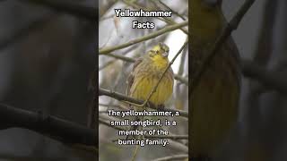 Daily animal fact  246  animals facts yellowhammer [upl. by Blackburn]