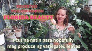 HOW TO PROPAGATE Reverted Philodendron Florida Beautywhat to do para bumalik ang variegation nya [upl. by Larena531]