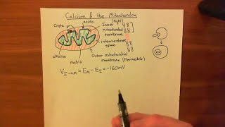 The Mitochondria and Calcium Homeostasis Part 1 [upl. by Tehr]