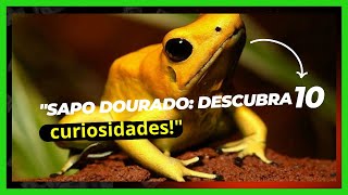 quotSaPoDourado O Sapo Mais Venenoso do Mundo  10 curiosidadesquot SapoDourado [upl. by Ahsirtal129]