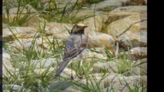 Pasari din Romania 150 specii  European birds in the wild 150 species Romania [upl. by Annocahs367]