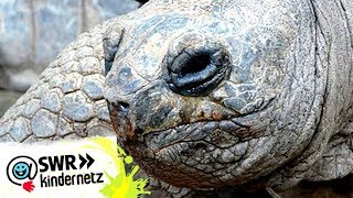 Riesenschildkröten in OLIs Wilde Welt  SWR Kindernetz [upl. by Dag116]