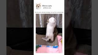 The tiny cat’s ultimate strategy Annoy first call dad later funnycats funny shorts [upl. by Aisatsan]